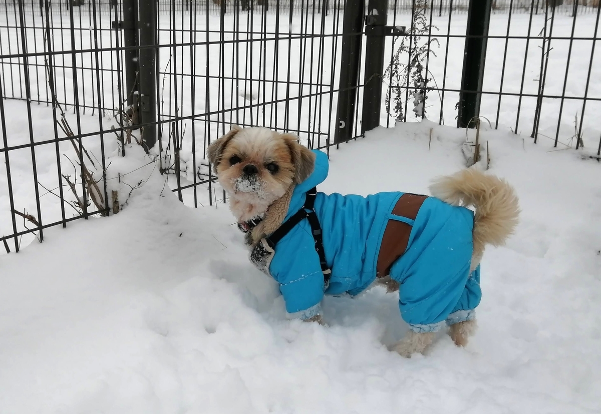 エンゼルフォレスト那須白河 キャンピングトレーラー 雪中キャンプ シーズー