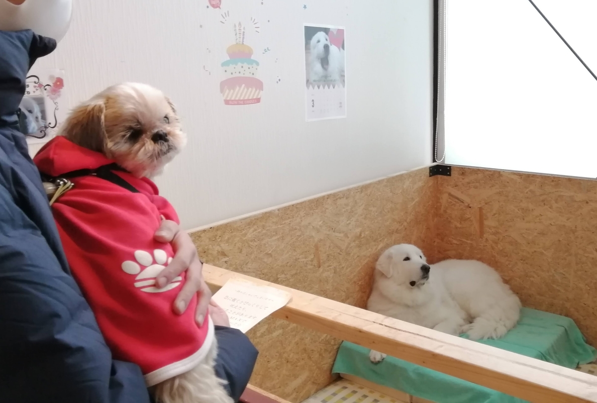 エンゼルフォレスト那須白河 キャンピングトレーラー 雪中キャンプ シーズー　ジーナちゃん