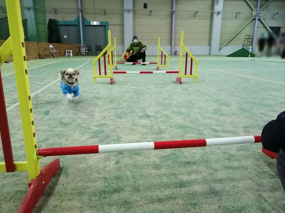 エンゼルフォレスト那須白河 キャンピングトレーラー 雪中キャンプ シーズー 室内ドッグラン