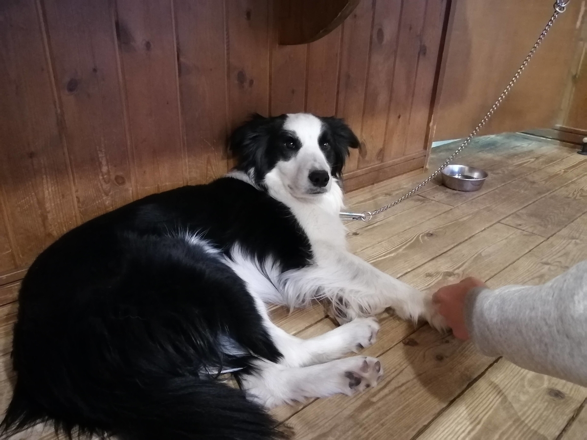 cafe sun's カフェサンズ　看板犬テキ