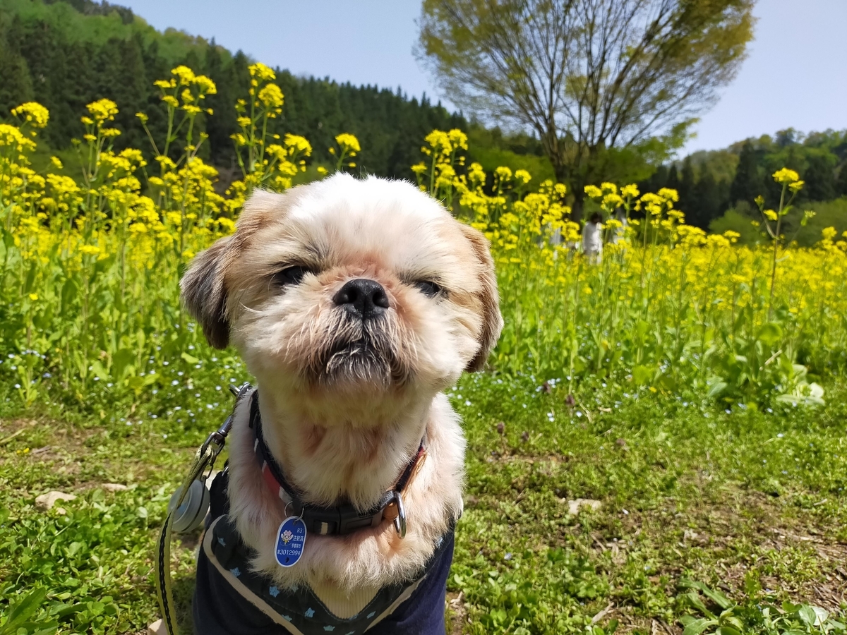 新潟県 魚沼市 魚沼の里 菜の花畑
