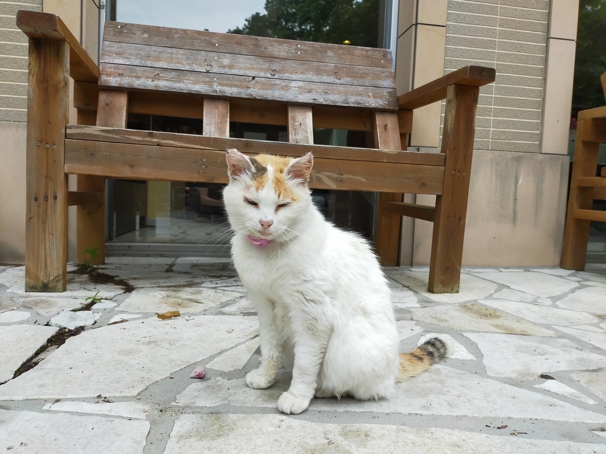 RVパーク ホテル・フロラシオン那須 猫