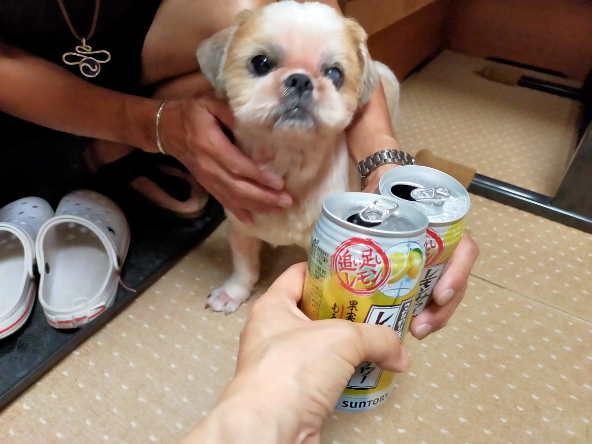 シーズー 乾杯 車中泊