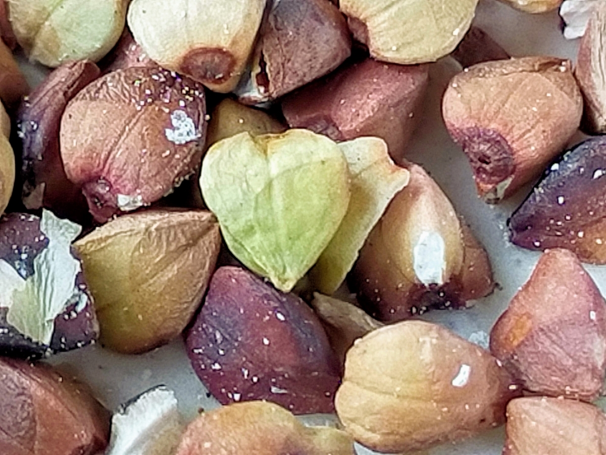 長野県⁡ 信州 ⁡安曇野⁡ 手打ち蕎麦 ⁡sobaandcafesanpo ⁡蕎麦カフェさんぽ⁡ ペット可⁡ ドッグラン