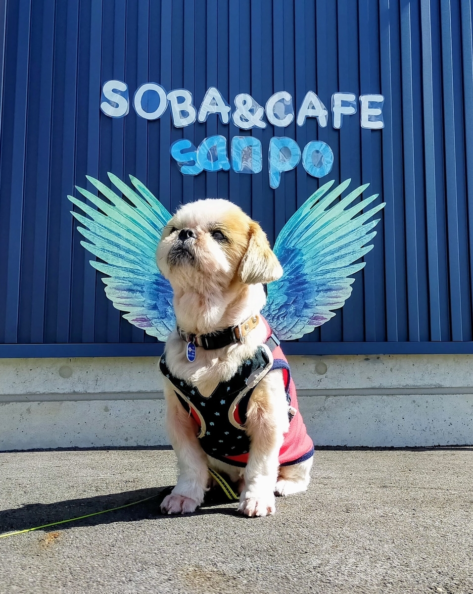 長野県⁡ 信州 ⁡安曇野⁡ 手打ち蕎麦 ⁡sobaandcafesanpo ⁡蕎麦カフェさんぽ⁡ ペット可⁡ ドッグラン