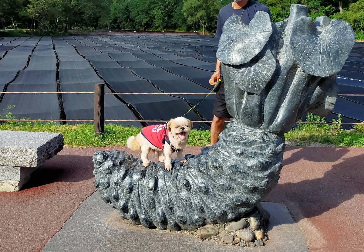長野県⁡ 信州⁡ 安曇野⁡ 安曇野市⁡ 大王わさび農場⁡ わさび⁡ ペット可⁡ シーズー 記念撮影