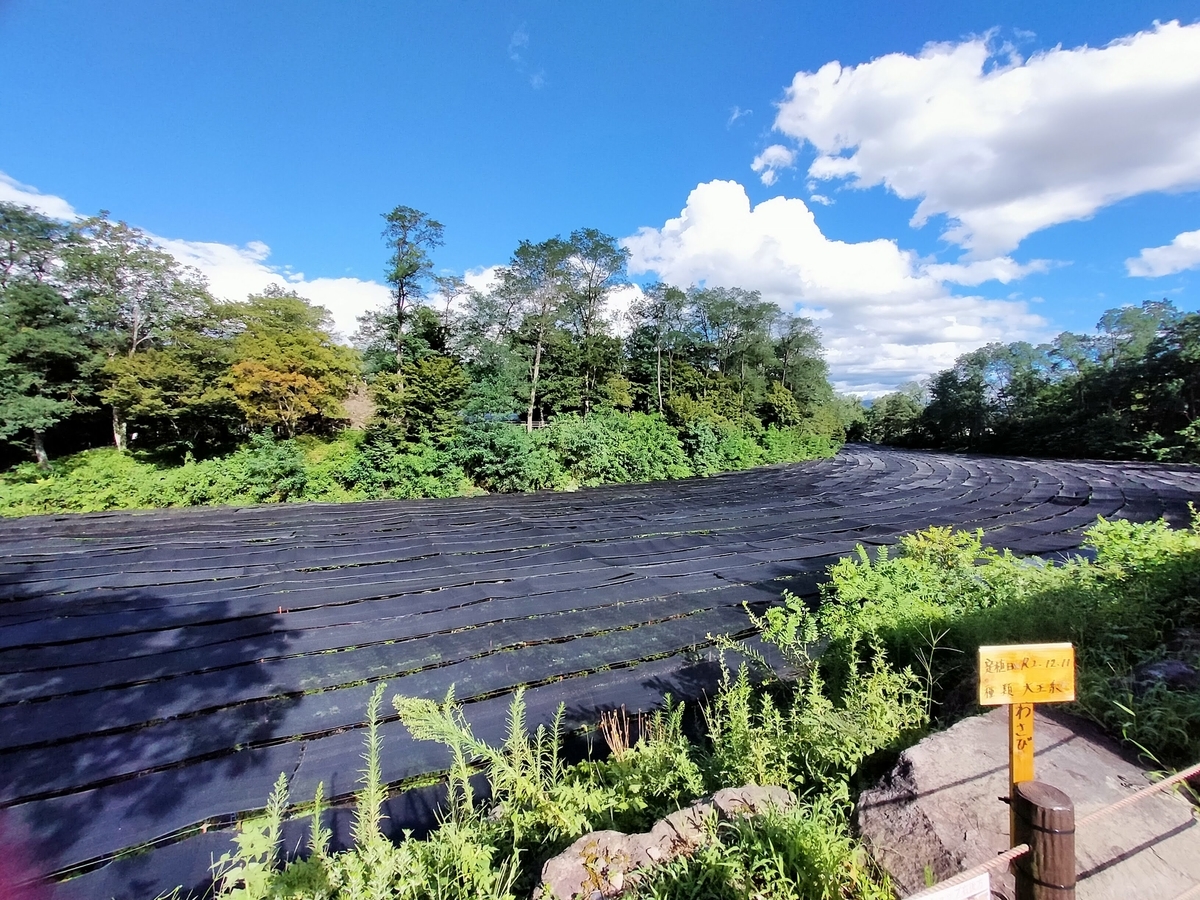 長野県⁡ 信州⁡ 安曇野⁡ 安曇野市⁡ 大王わさび農場⁡ わさび⁡ ペット可⁡ 日よけ わさび田 遮光ネット