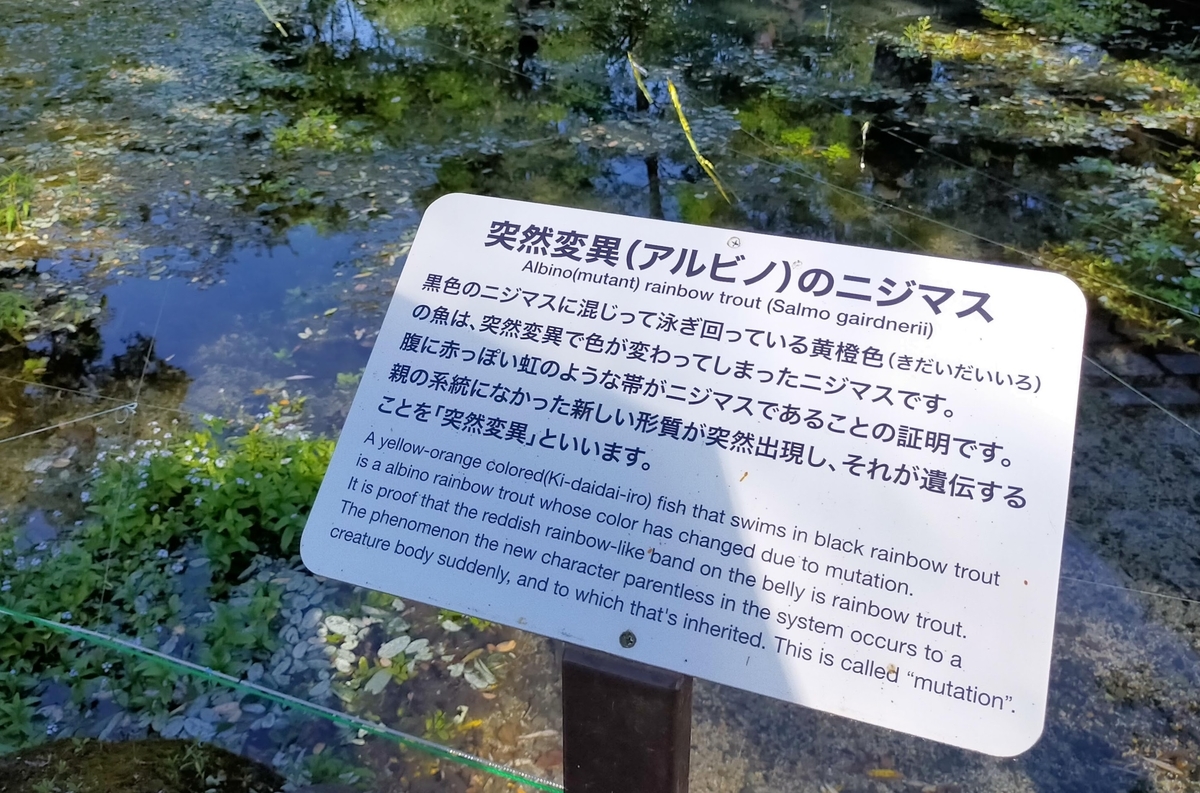 長野県⁡ 信州⁡ 安曇野⁡ 安曇野市⁡ 大王わさび農場⁡ わさび⁡ ペット可⁡ ニジマス⁡ アルビノ⁡