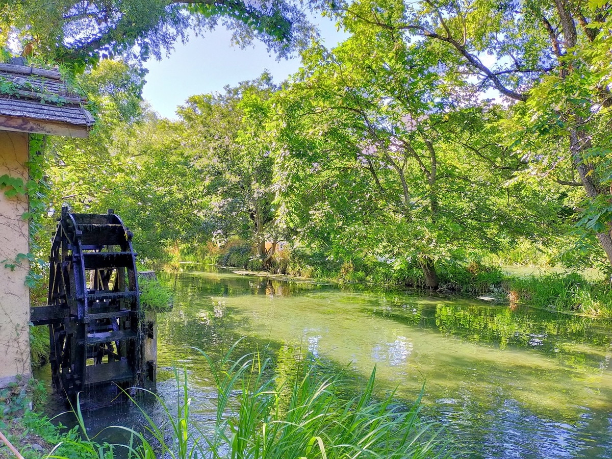長野県⁡ 信州⁡ 安曇野⁡ 安曇野市⁡ 大王わさび農場⁡ わさび⁡ ペット可⁡ 水車