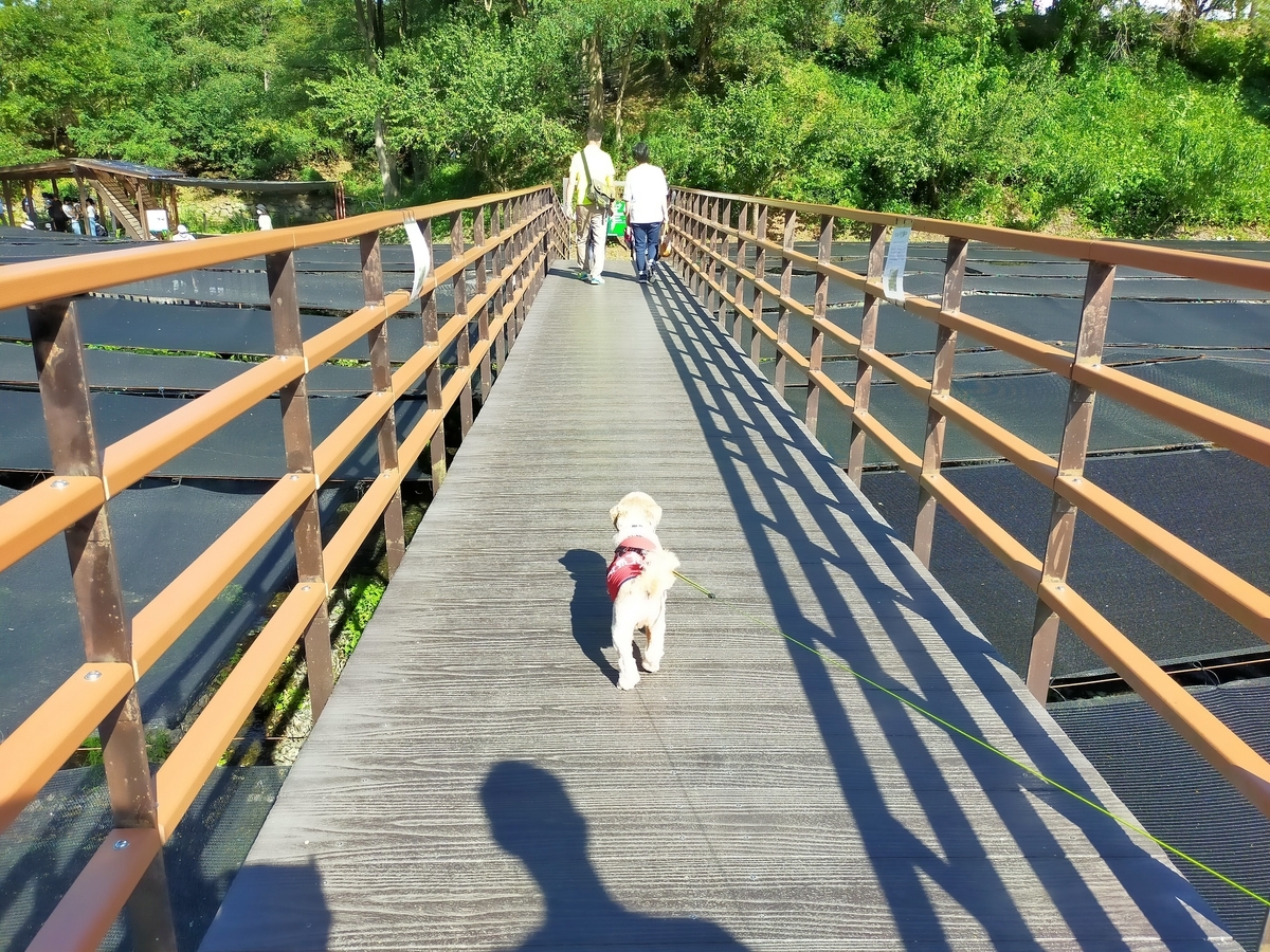長野県⁡ 信州⁡ 安曇野⁡ 安曇野市⁡ 大王わさび農場⁡ わさび⁡ ペット可⁡ 橋