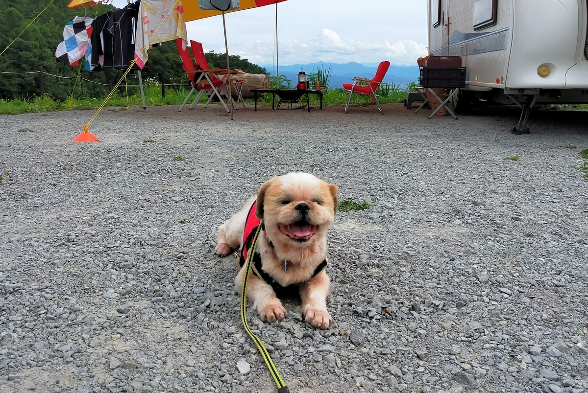 キャンピングトレーラー⁡ シーズー⁡ 長野県⁡ 小諸市⁡ ウィスラースカイベース小諸⁡ キャンプ⁡ キャンプ場⁡ キャンプ犬 笑顔の犬