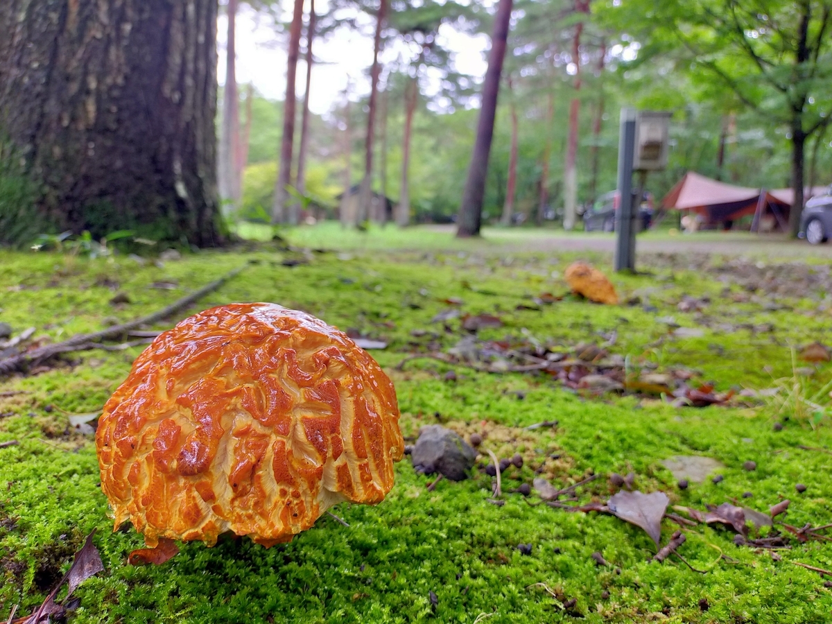 雨キャンプ ⁡⁡⁡キャンプ飯 ローストビーフ丼⁡ ミネストローネスープ⁡ アヒージョ ⁡⁡⁡⁡那須 ⁡キャンプラビット⁡ キャンピングトレーラー⁡ シーズー⁡ キャンプ犬⁡ 貸切露天風呂 サイト キノコ