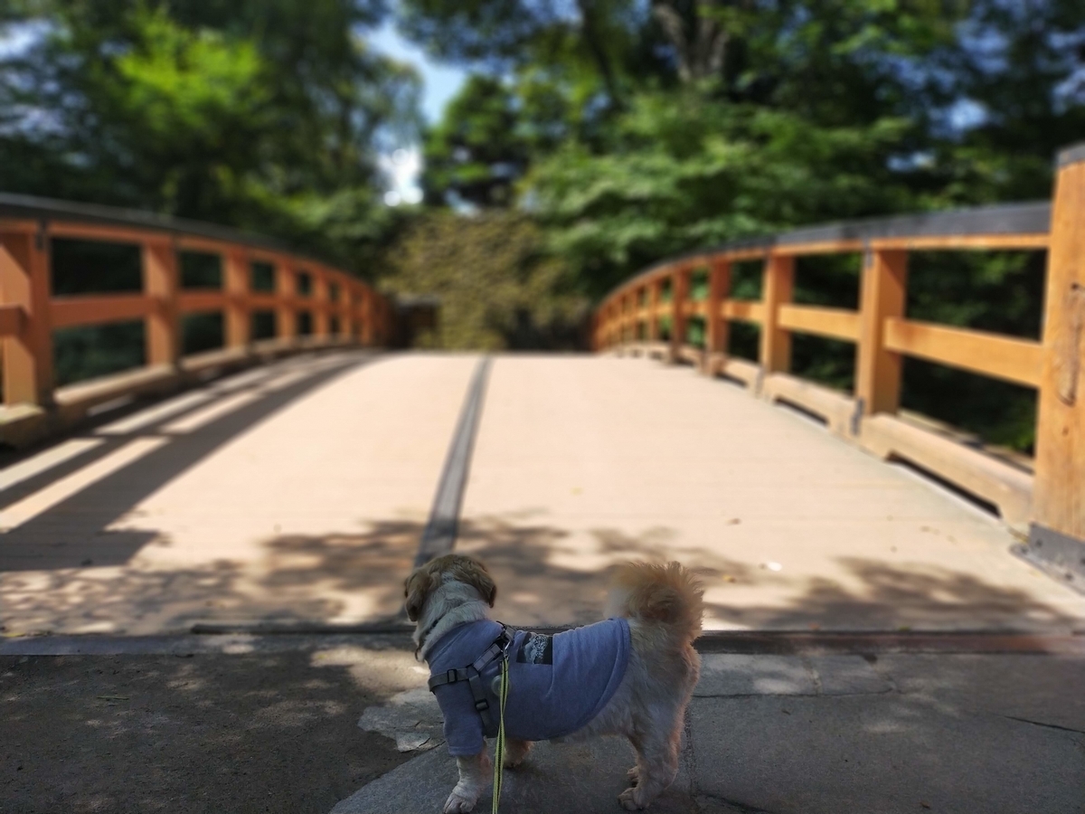 キャンピングトレーラー⁡⁡ シーズー ⁡⁡長野県 ⁡⁡小諸市⁡⁡  ⁡⁡小諸城 小諸城址 旅犬