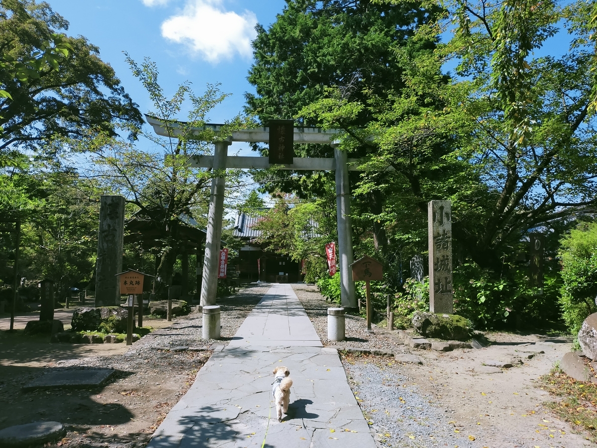 キャンピングトレーラー⁡⁡ シーズー ⁡⁡長野県 ⁡⁡小諸市⁡⁡  ⁡⁡小諸城 小諸城址 旅犬