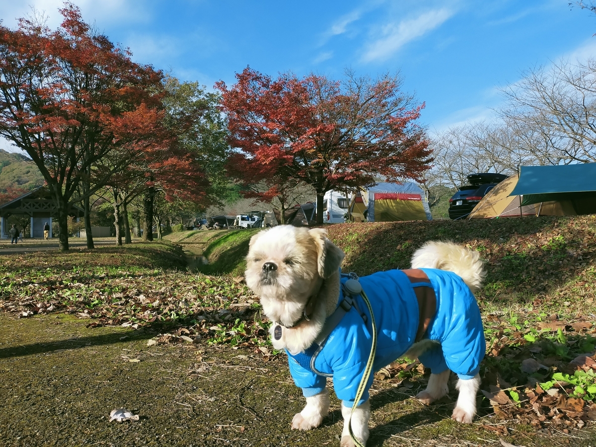 栃木県 鹿沼市 出会いの森総合公園オートキャンプ場 薪ストーブ キャンピングトレーラー シーズー キャンプ犬