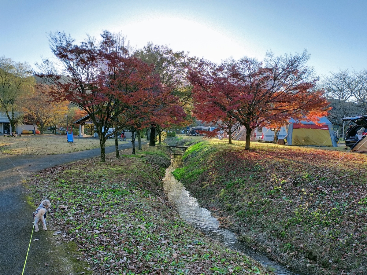栃木県 鹿沼市 出会いの森総合公園オートキャンプ場 薪ストーブ キャンピングトレーラー シーズー キャンプ犬