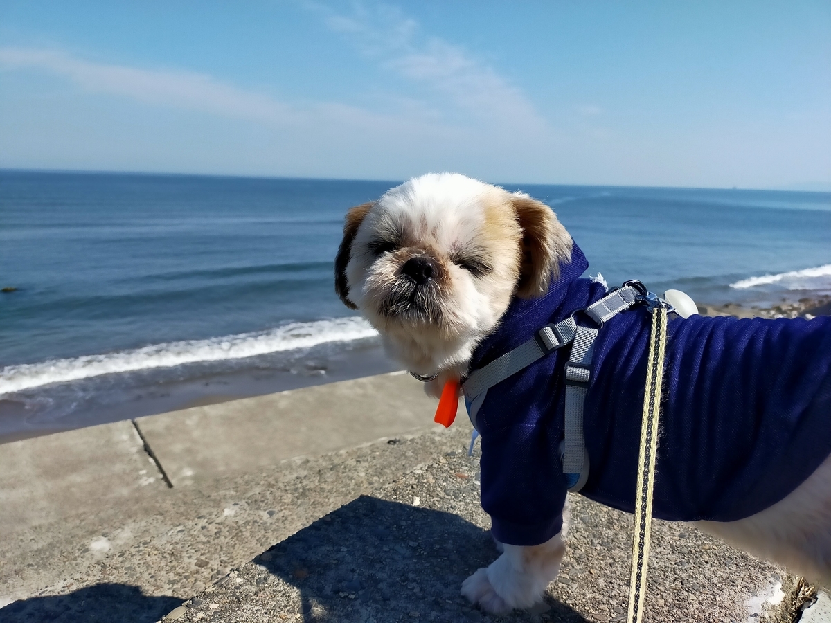 紫雲寺記念公園オートキャンプ場 キャンピングトレーラー シーズー