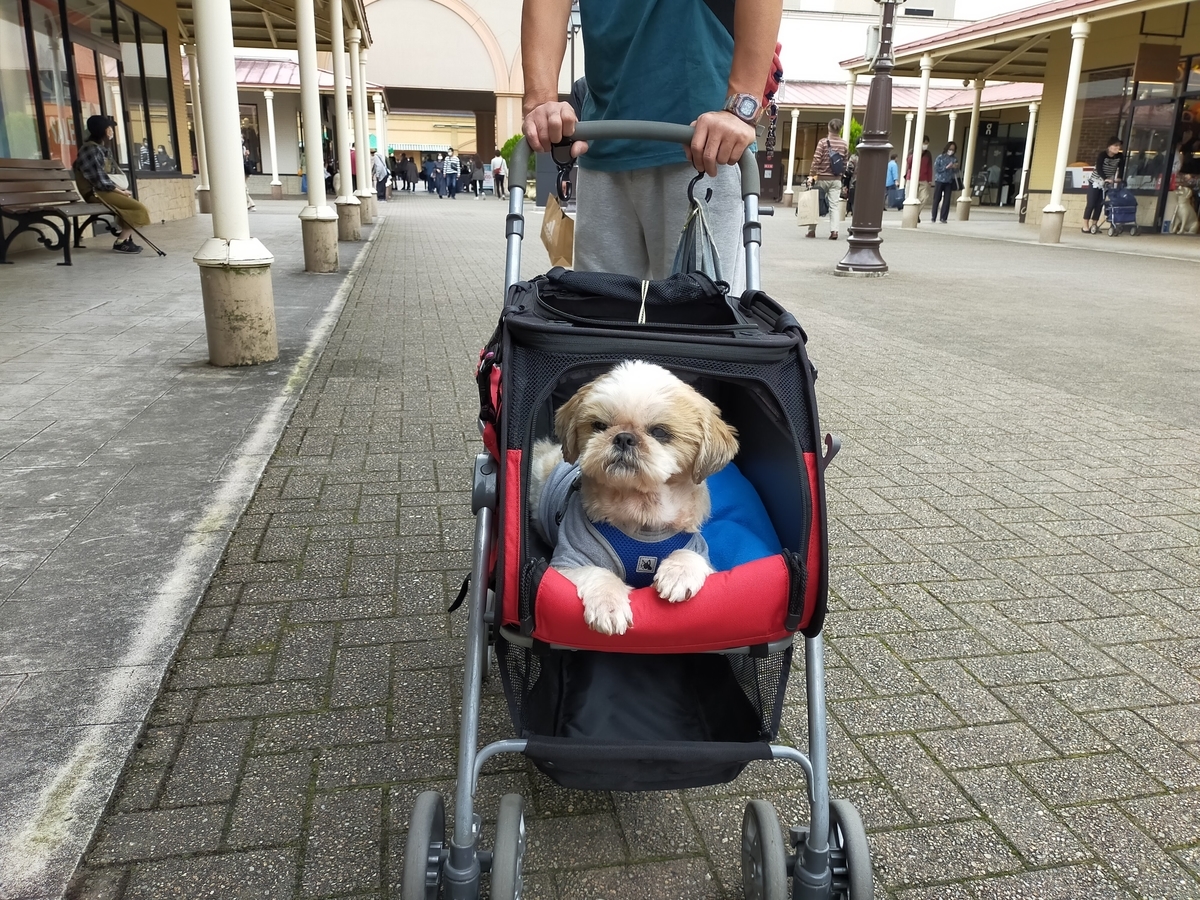 那須アウトレット シーズー