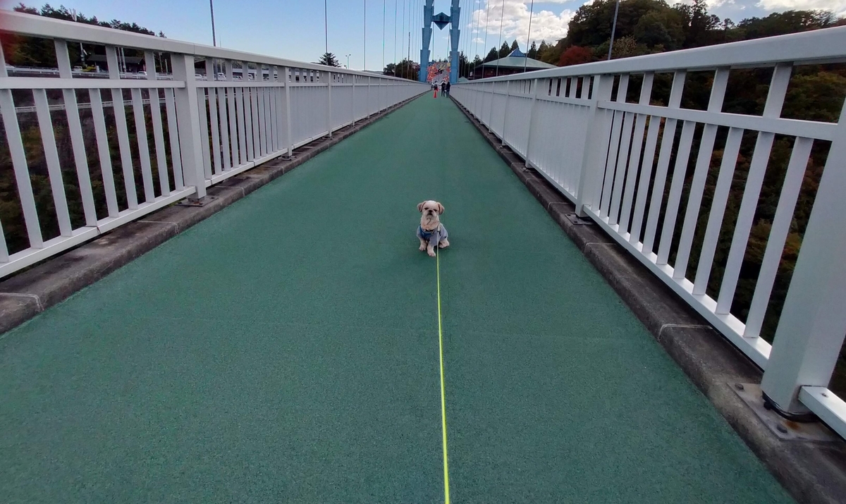 竜神大吊橋 常陸太田市 ペット可 シーズー 