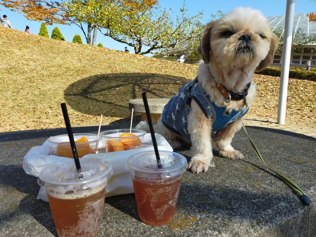 山梨県 笛吹川フルーツ公園 ペットOK