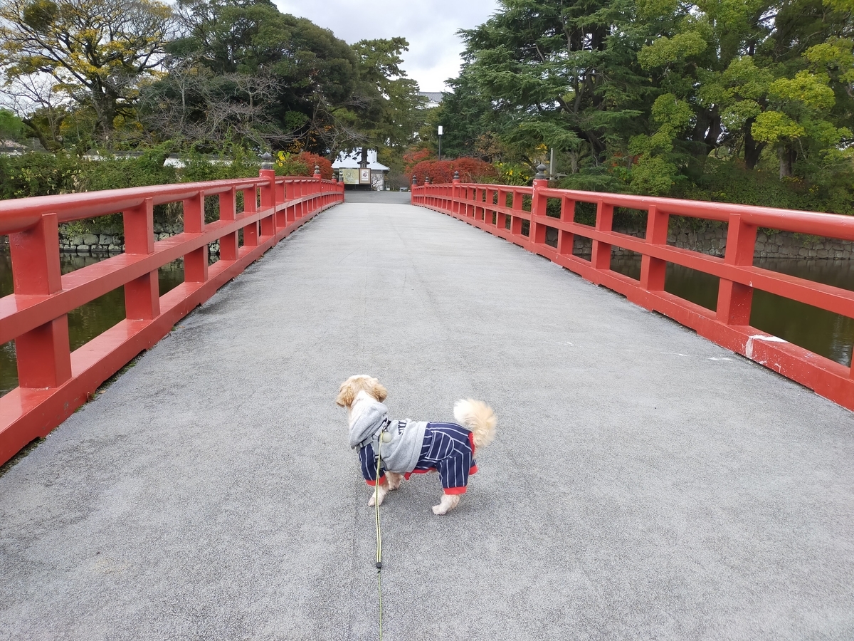 神奈川県 小田原城 旅行 シーズー 