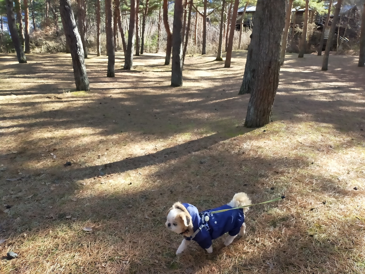 山梨県 pica富士西湖 西湖 キャンプ キャンピングトレーラー シーズー 