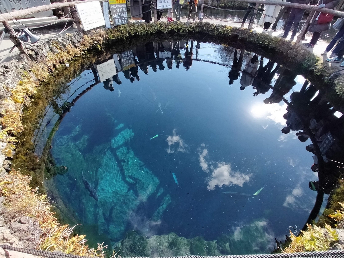 山梨県 忍野村 忍野八海 湧水池 天然記念物 旅行 ペット可 シーズー 湧水口