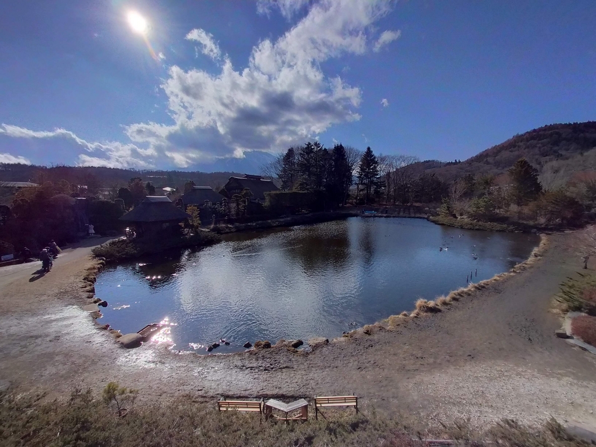 山梨県 忍野村 忍野八海 湧水池 天然記念物 旅行 ペット可 シーズー 鯉の池