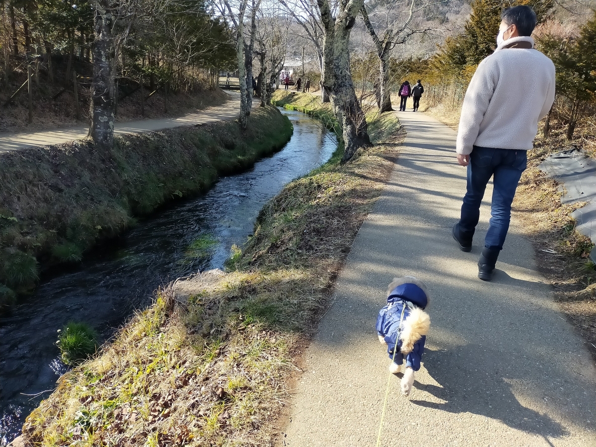 山梨県 忍野村 忍野八海 湧水池 天然記念物 旅行 ペット可 シーズー 阿原川