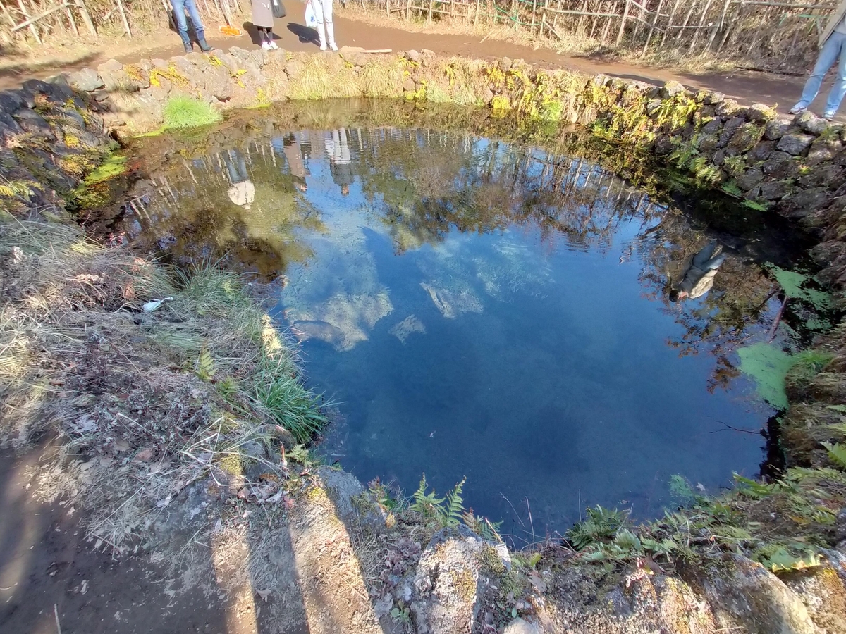 山梨県 忍野村 忍野八海 湧水池 天然記念物 旅行 ペット可 シーズー 銚子池