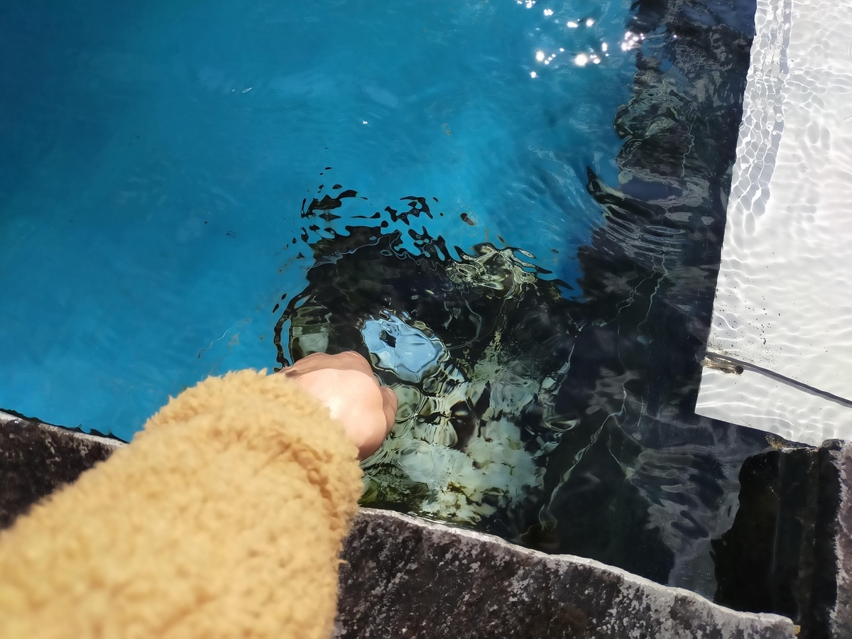 山梨県 忍野村 忍野八海 湧水池 天然記念物 旅行 ペット可 シーズー 