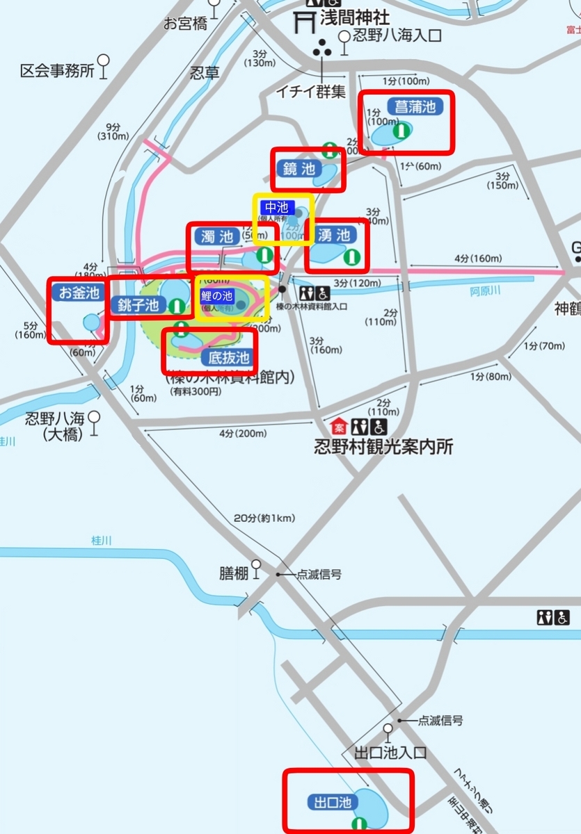 山梨県 忍野村 忍野八海 湧水池 天然記念物 旅行 ペット可 シーズー 人口池 中池 鯉の池
