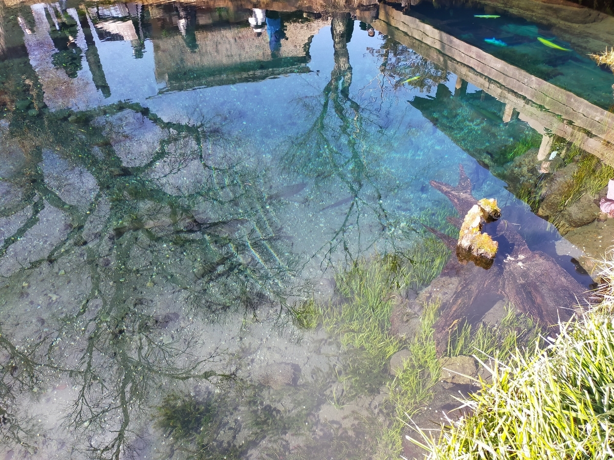 山梨県 忍野村 忍野八海 湧水池 天然記念物 旅行 ペット可 シーズー 湧池
