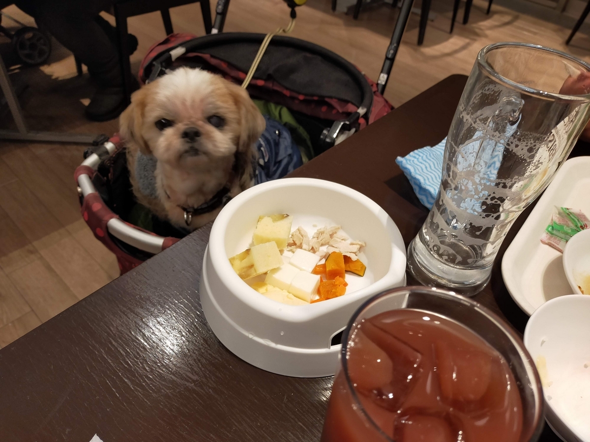 福島県 エンゼルフォレスト那須白河 ドームコテージ シーズー 夕食 バイキング わんちゃんごはん