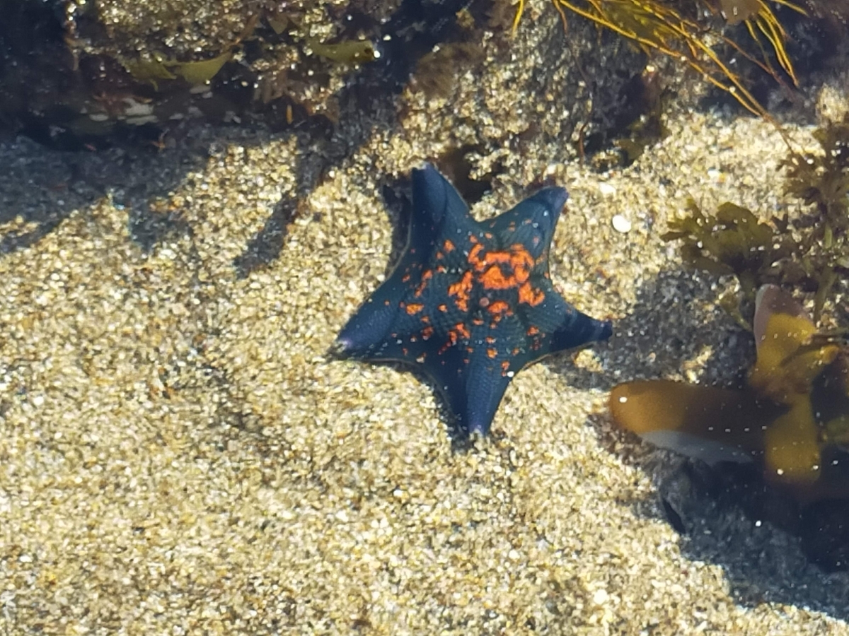 茨城県 海 磯遊び ヤドカリ ヒトデ