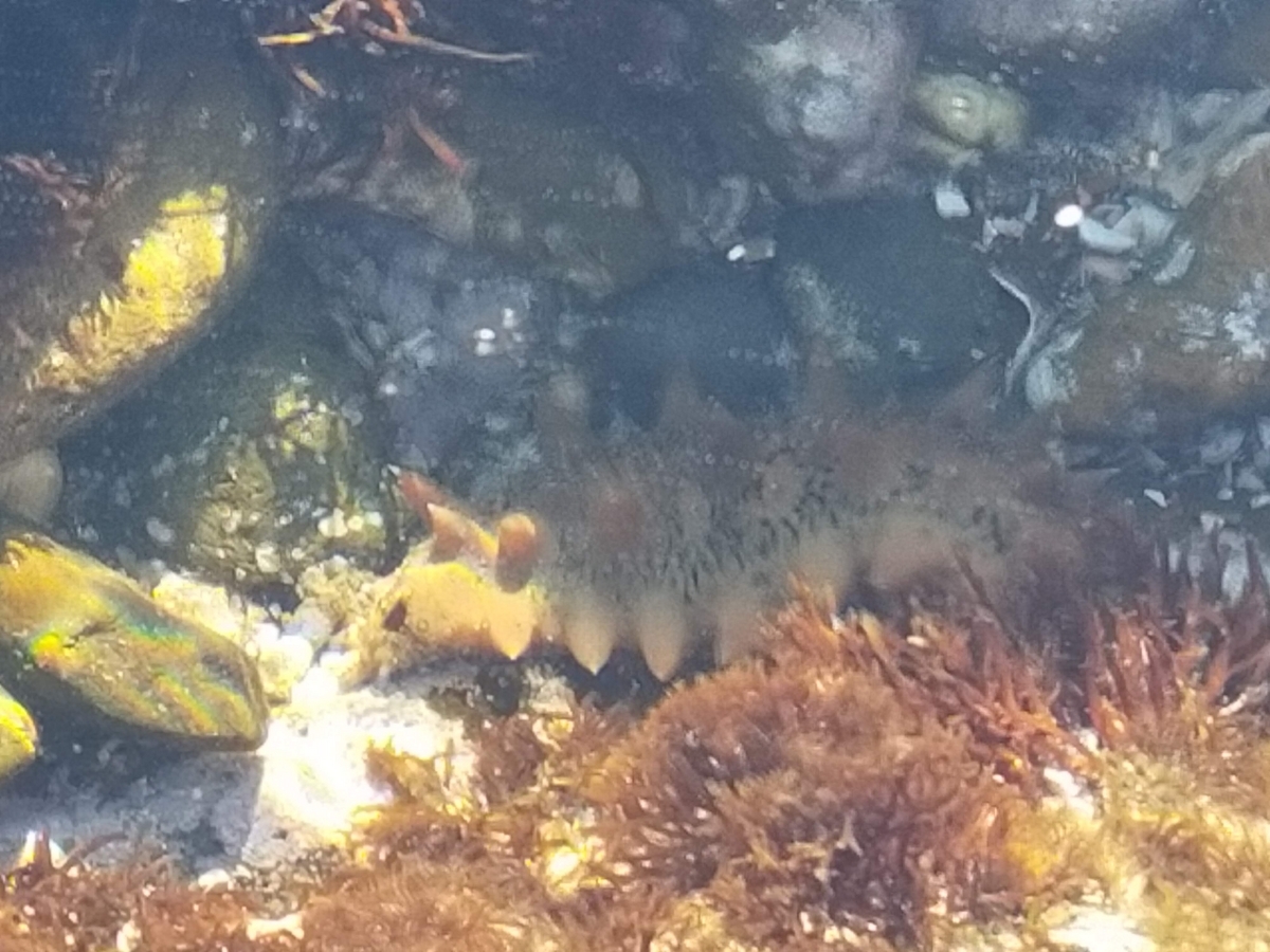 茨城県 海 磯遊び ヤドカリ ヒトデ