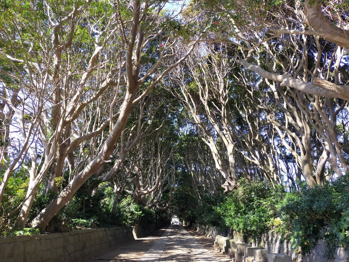 茨城県 酒列磯前神社 大洗磯前神社 神磯鳥居 海が見える鳥居 シーズー 樹叢（じゅそう）