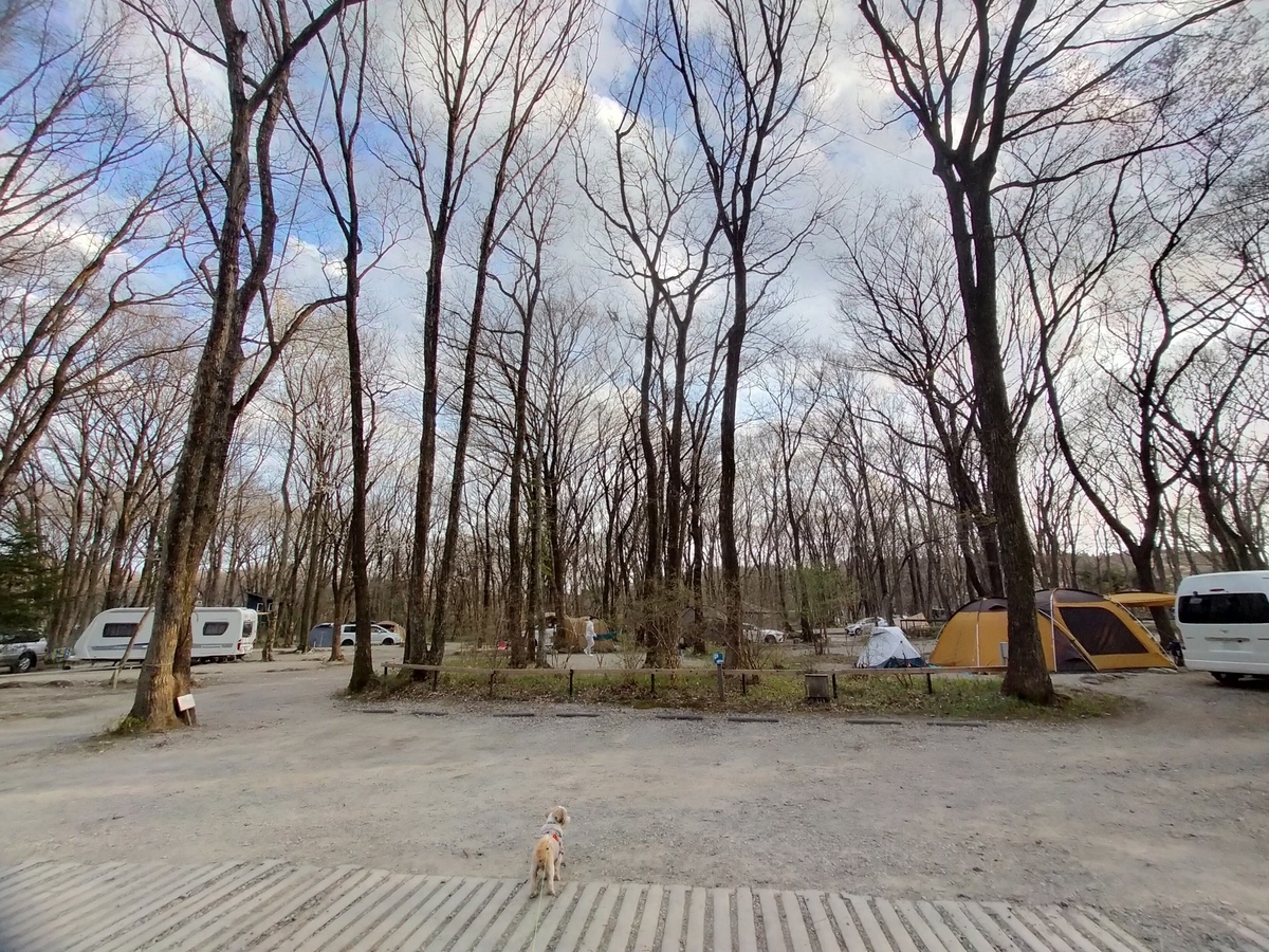 那須町 こっこランド那須FCG キャンプ キャンピングトレーラー シーズー キャンプ犬 場内 林間 