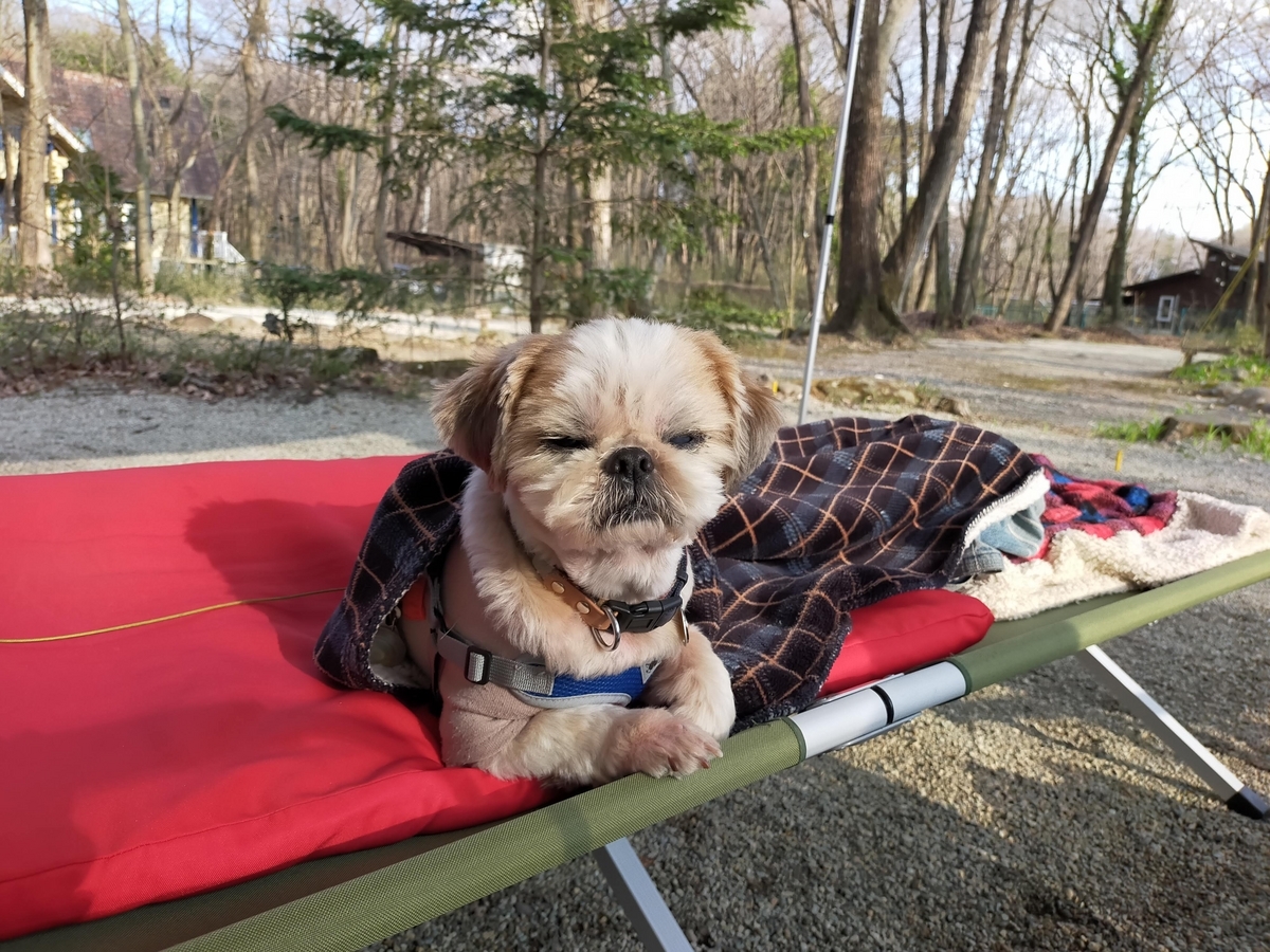 那須町 こっこランド那須FCG キャンプ キャンピングトレーラー シーズー キャンプ犬 コット 