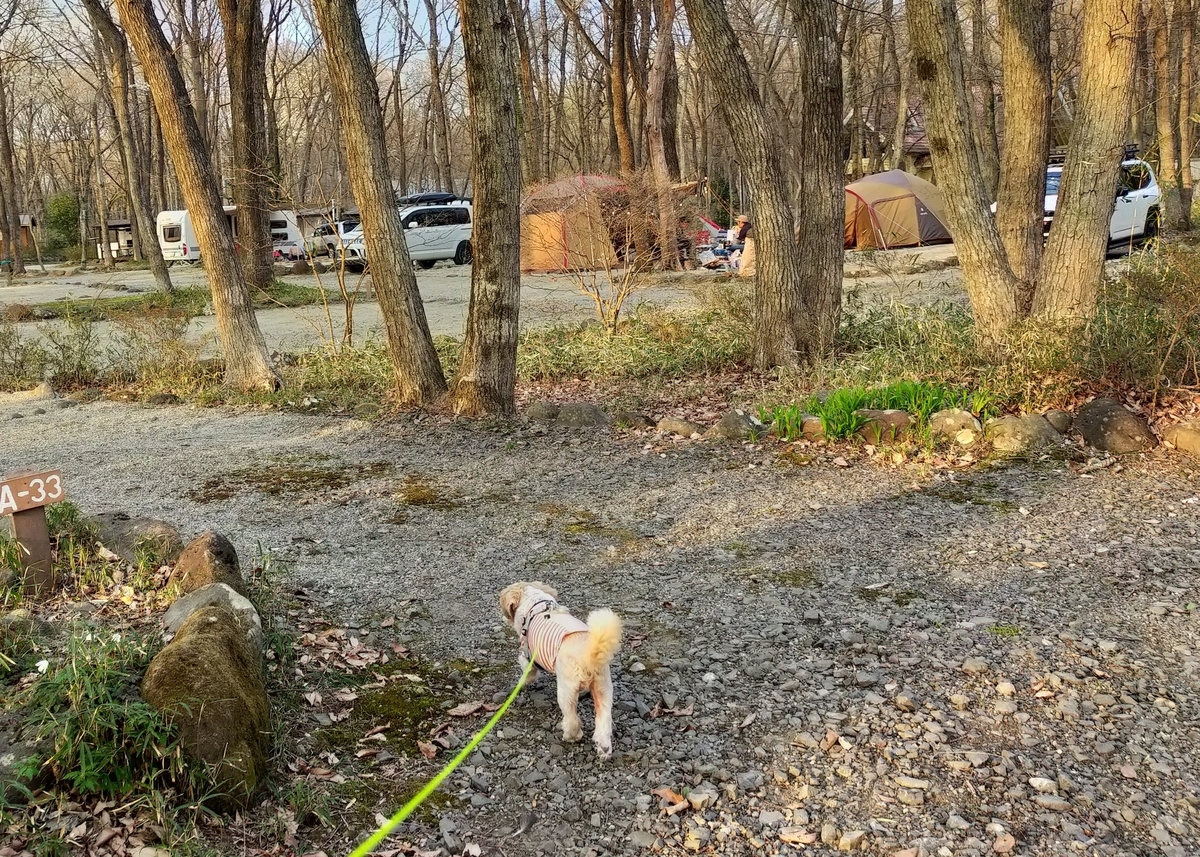 那須町 こっこランド那須FCG キャンプ キャンピングトレーラー シーズー キャンプ犬 犬の散歩 