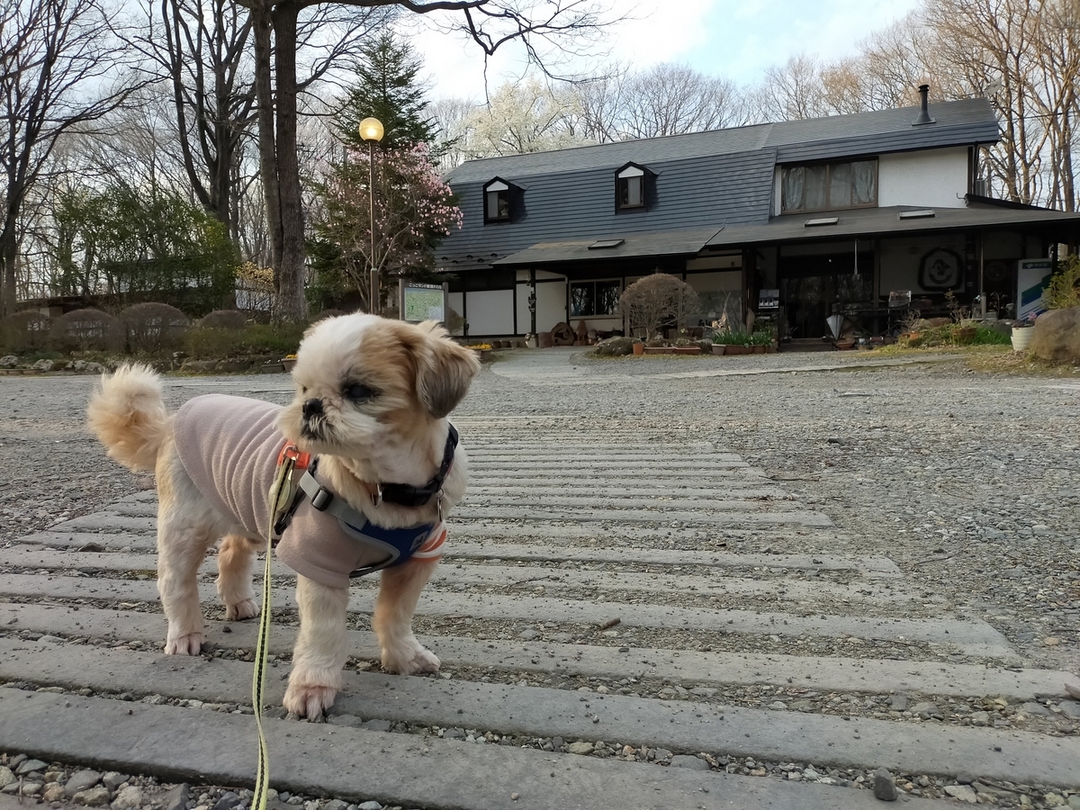 那須町 こっこランド那須FCG キャンプ キャンピングトレーラー シーズー キャンプ犬 受付 管理棟 