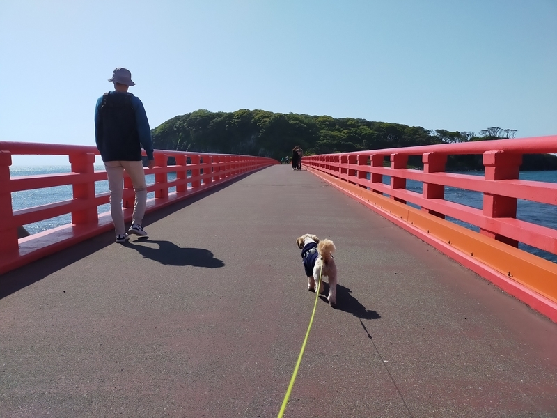 福井県 坂井市 雄島 福井旅行 ペット可 シーズー 大湊神社