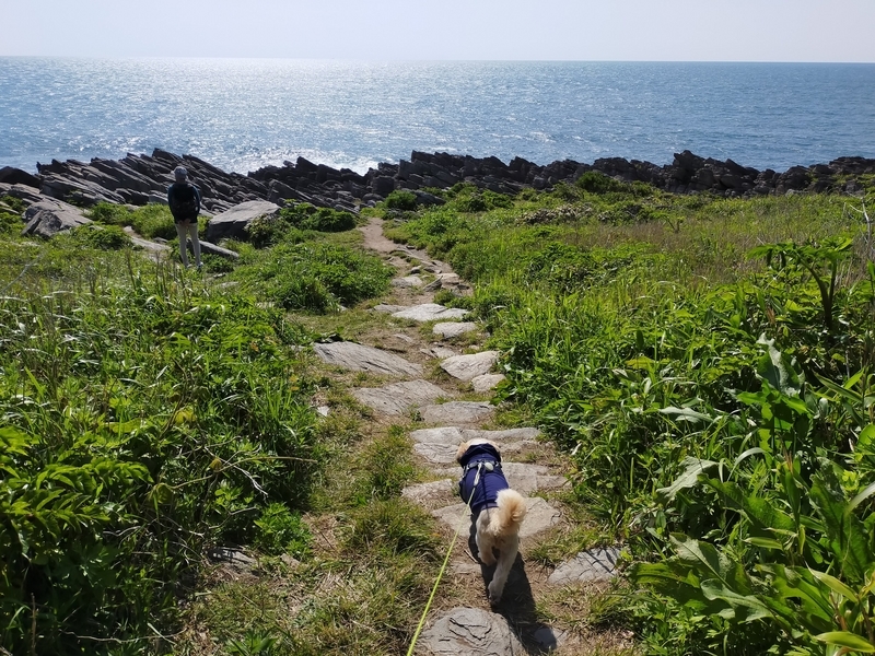 福井県 坂井市 雄島 福井旅行 ペット可 シーズー 大湊神社 東尋坊