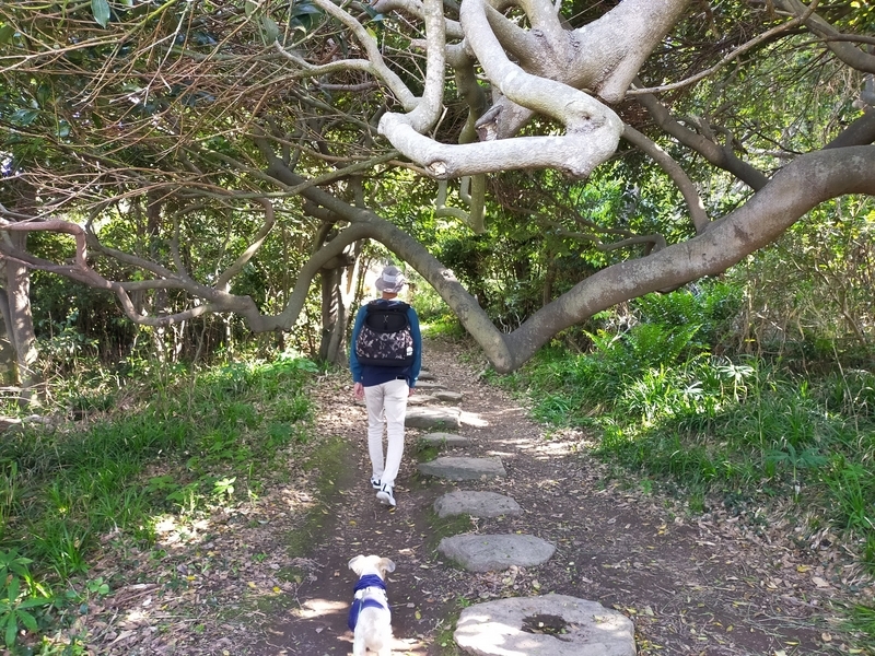 福井県 坂井市 雄島 福井旅行 ペット可 シーズー 大湊神社 東尋坊