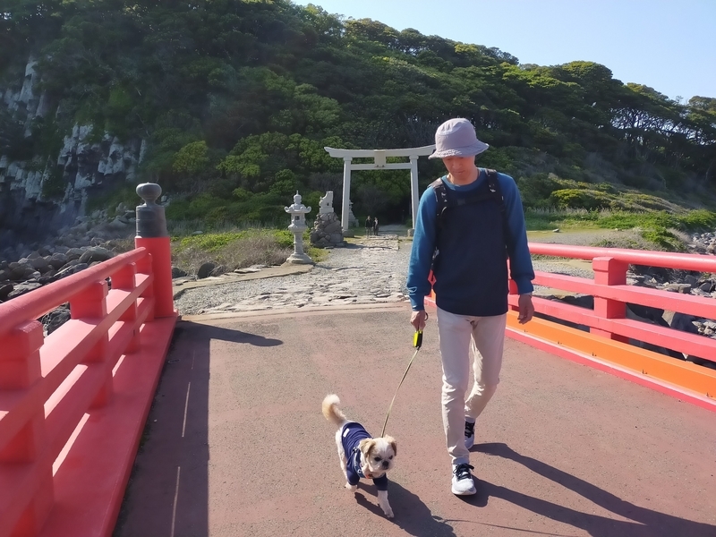 福井県 坂井市 雄島 福井旅行 ペット可 シーズー 大湊神社 東尋坊