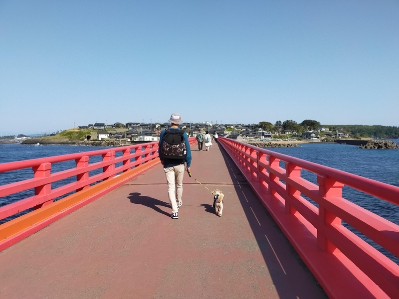 福井県 坂井市 雄島 福井旅行 ペット可 シーズー 大湊神社 東尋坊