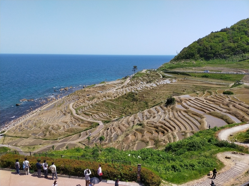  石川県 輪島市 道の駅千枚田ポケットパーク 白米千枚田 千枚田 旅行 ペット可 シーズー 