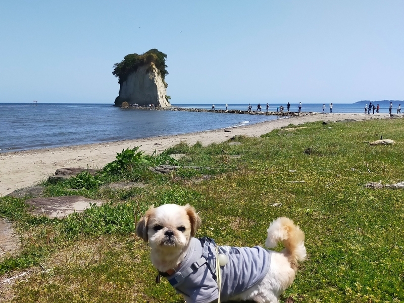 石川県 珠洲市 見附島 軍艦島 ペット可 シーズー 