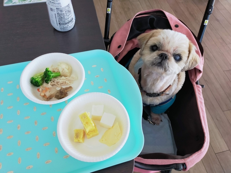 旅行 犬連れ旅行 エンゼルフォレスト白川高原 サウナグランピングキャビン プライベートサウナ シーズー 