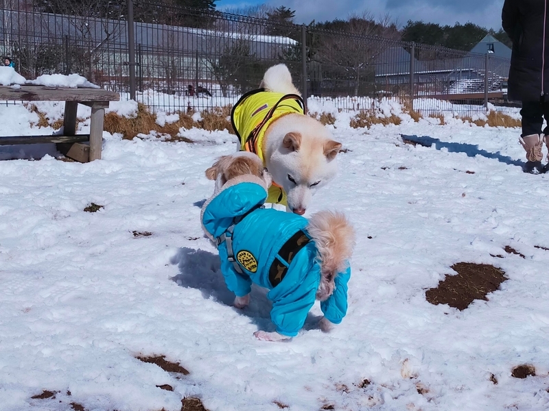 旅行 犬連れ旅行 エンゼルフォレスト白川高原 サウナグランピングキャビン プライベートサウナ シーズー 